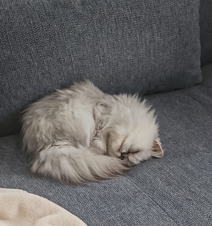 Katze