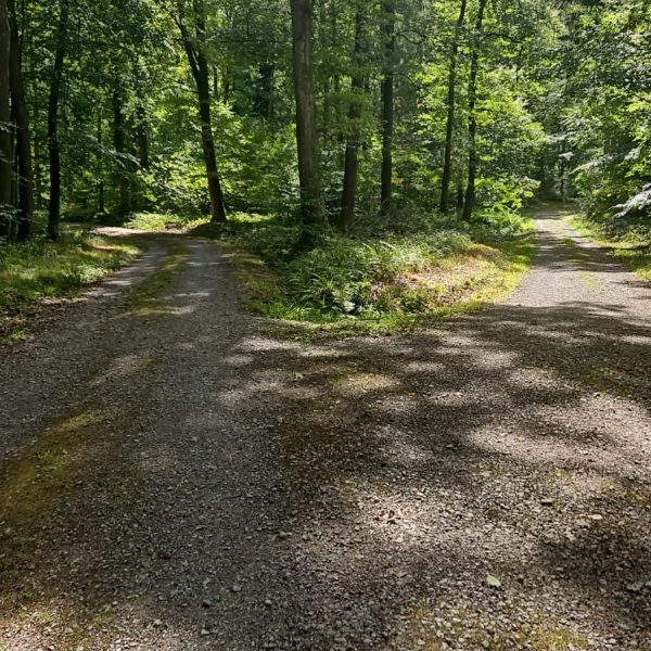 Oberndorfer Wald